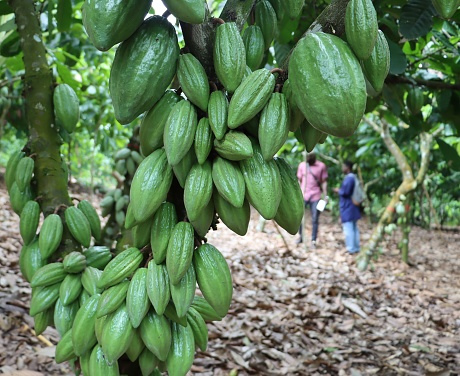 Abundant cocoa pods on a tree