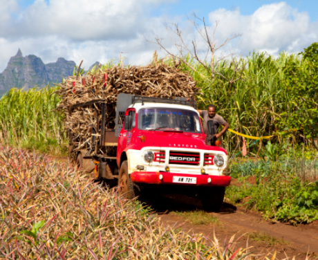 truck transporting sugarcane